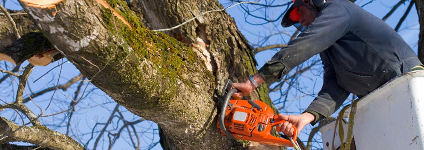 tree services