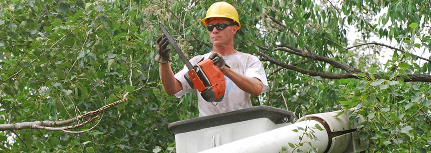 tree services