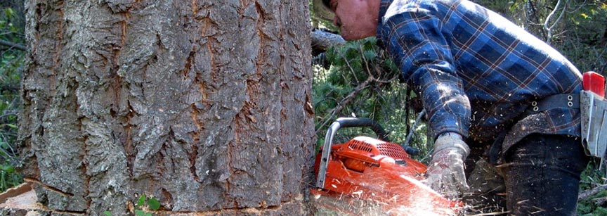 tree services