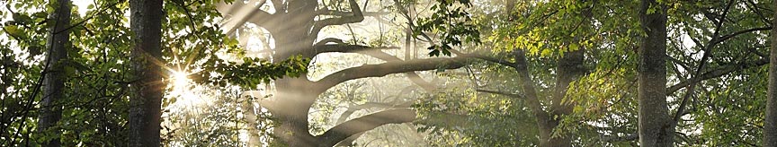 tree services