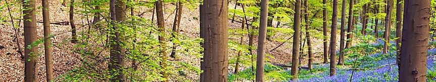 tree services