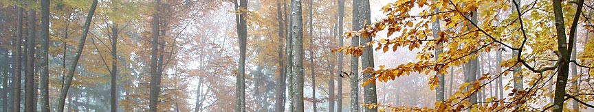 tree services