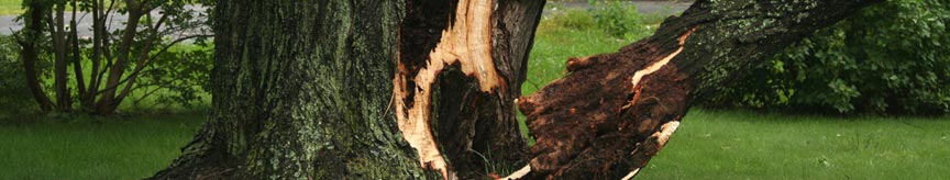 tree services